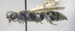 Tiphioidea