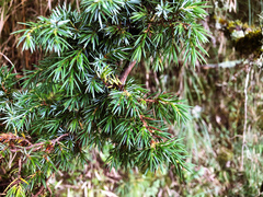 Juniperus formosana