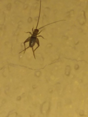Gryllodes sigillatus