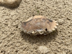 Ovalipes australiensis