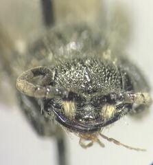 Tiphioidea