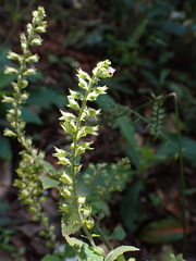 Mosla dianthera