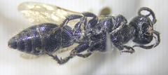 Tiphioidea