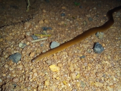 Aparallactus capensis