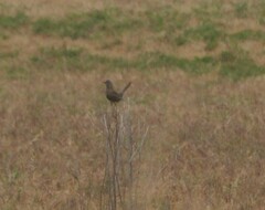 Cincloramphus cruralis