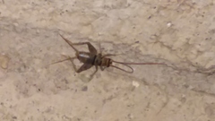 Gryllodes sigillatus