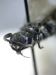 Tiphioidea