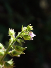 Mosla dianthera