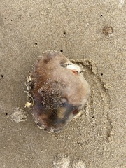 Ovalipes australiensis