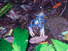 Euastacus sulcatus