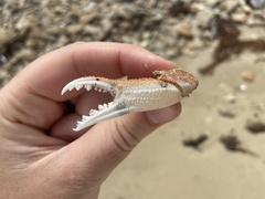 Ovalipes australiensis