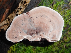 Nigroporus vinosus