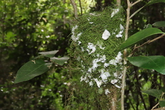 Symposiachrus trivirgatus