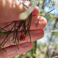 Exocarpos cupressiformis