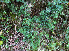 Juniperus formosana