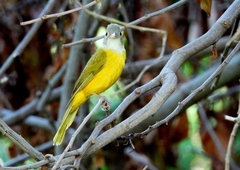 Eucometis penicillata