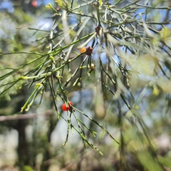 Exocarpos cupressiformis
