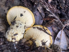 Cantharellus