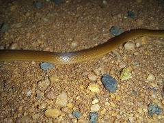 Aparallactus capensis