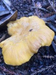 Cantharellus