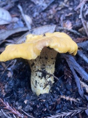 Cantharellus