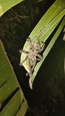 Avicularia