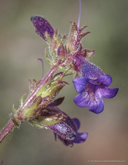 Penstemon humilis