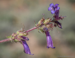 Penstemon humilis