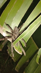 Avicularia