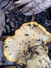 Cantharellus