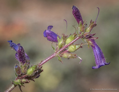 Penstemon humilis