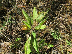 Viola gmeliniana