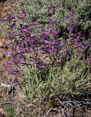 Penstemon humilis