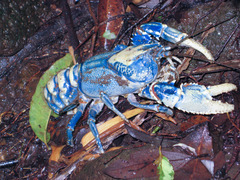 Euastacus sulcatus