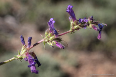 Penstemon humilis