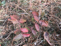 Potentilla fragarioides