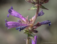 Penstemon humilis