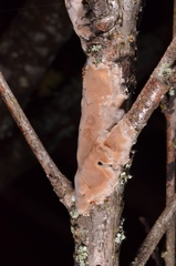 Phellinus pomaceus