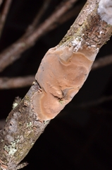 Phellinus pomaceus