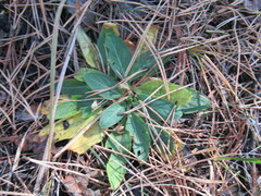 Viola gmeliniana