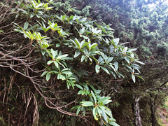 Rhododendron pseudochrysanthum