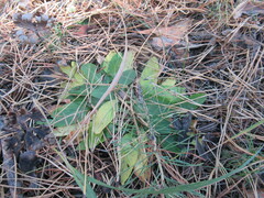 Viola gmeliniana