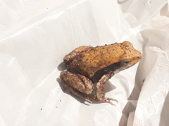 Physalaemus fischeri