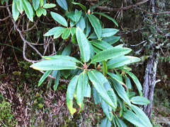 Rhododendron pseudochrysanthum