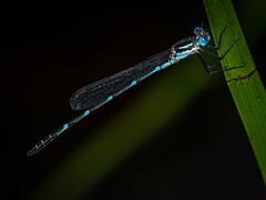Austrolestes minjerriba