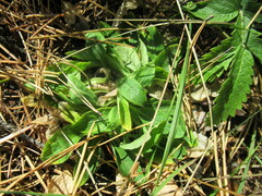 Viola gmeliniana