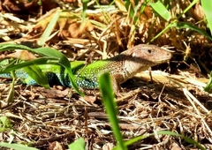 Ameiva ameiva