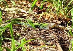 Ameiva ameiva
