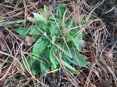 Viola gmeliniana