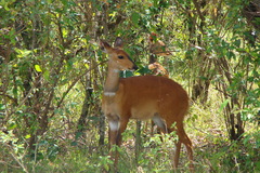 Tragelaphus sylvaticus